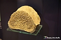 VBS_9060 - Museo Paleontologico - Asti
